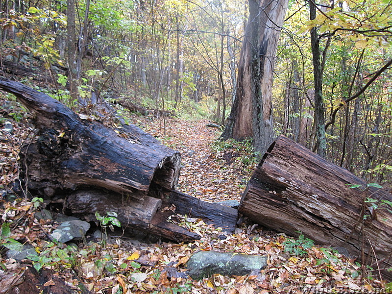 Hiking Trip in Virginia