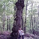 Knobby Tree by JasonYoung in Trail & Blazes in Virginia & West Virginia