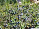 blueberry2 by smokymtnsteve in Flowers