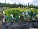 garden in Healy AK