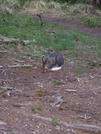 Glacier Np, 6/2008