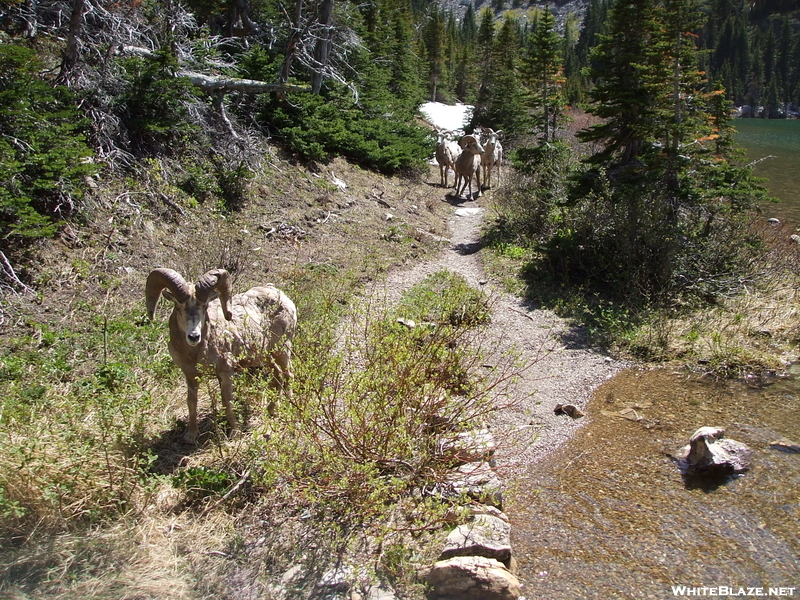 Glacier Np, 6/2008