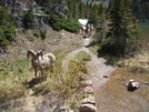 Glacier Np, 6/2008 by Marta in Continental Divide Trail