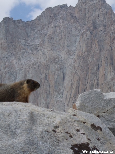 Marmot On Mt. Whitney