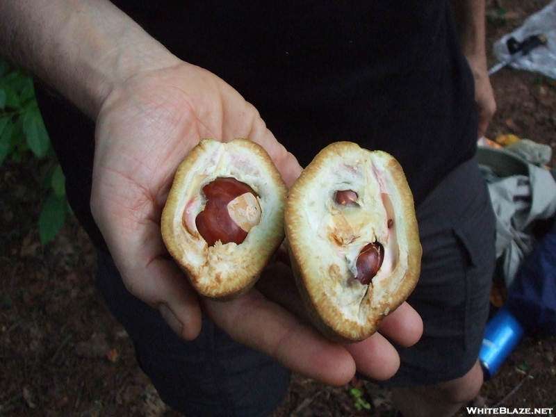 Horse Chestnuts