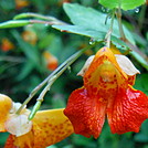 Spotted jewel weed