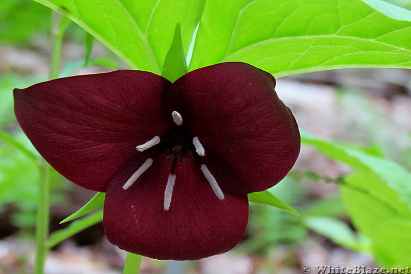 Trillium