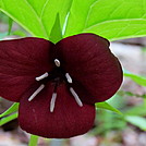 Trillium by Momma Duck in Flowers