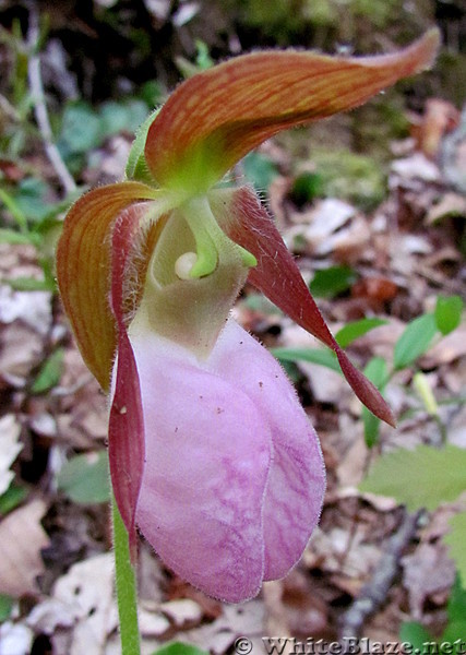 Pink lady's slipper