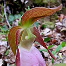 Pink lady's slipper