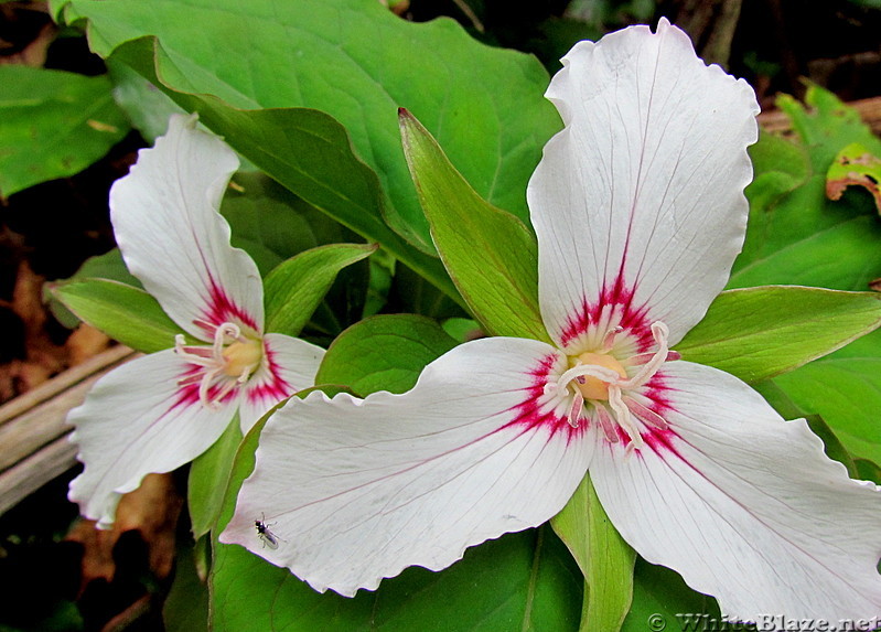 Painted Trillium