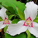 Painted Trillium by Momma Duck in Flowers