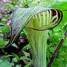 Jack-in-the-pulpit by Momma Duck in Flowers