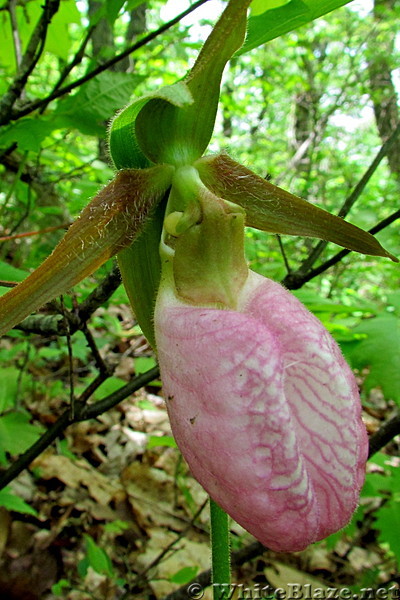 Pink lady's slipper