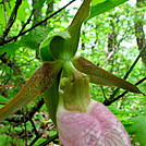 Pink lady's slipper