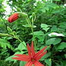 Fire pink by Momma Duck in Flowers