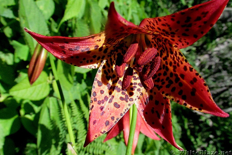 Gray's lily