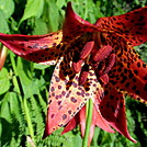 Gray's lily by Momma Duck in Flowers