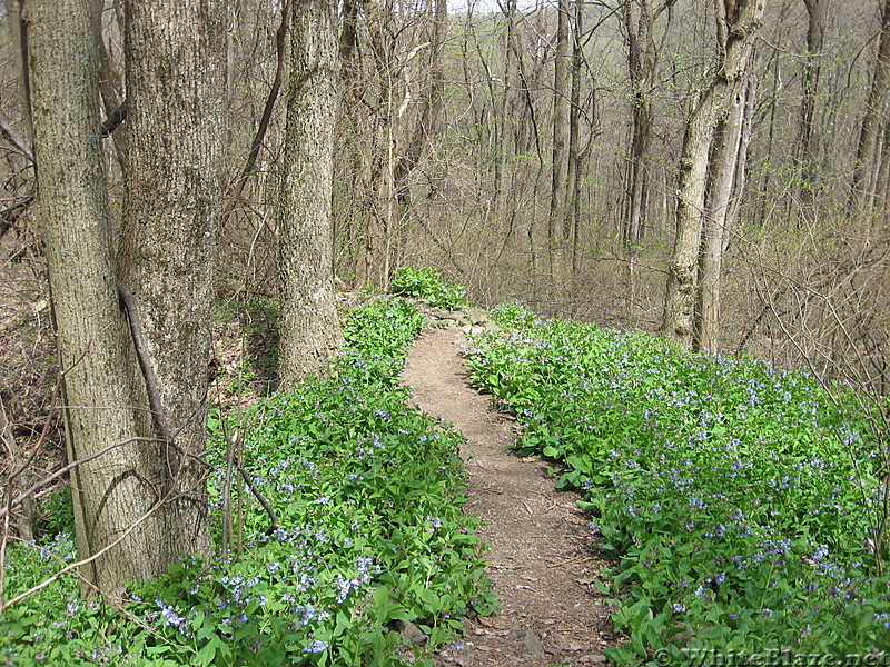 bluebells