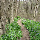 bluebells