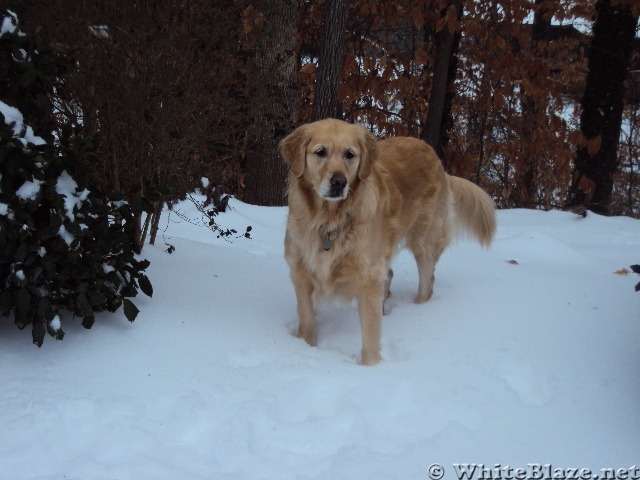 Tatum in the snow.