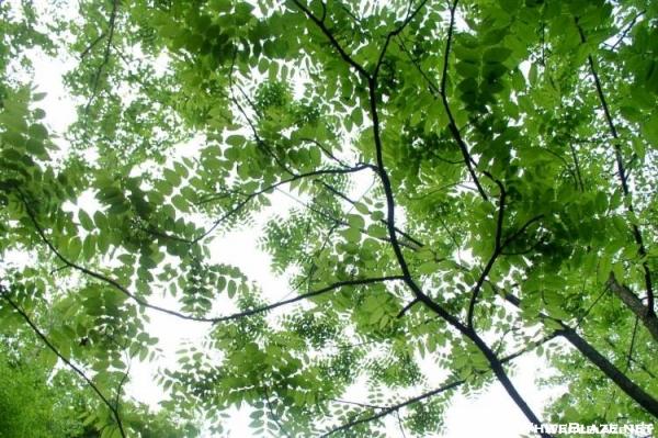 Black Walnut leaf canopy