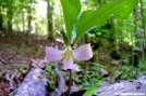 Catesby\'s Trillium by Groucho in Flowers