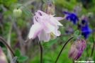 Columbine by Groucho in Flowers