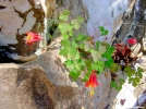 Wild Columbine