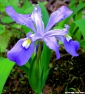 Dwarf Crested Iris by Groucho in Flowers