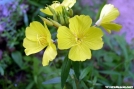 Common Evening Primrose by Groucho in Flowers