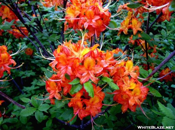 flame azalea on whitetop may  30