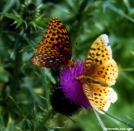 Great Spangled Fritillary Butterfly