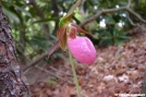 pink_lady\'s_slipper by Groucho in Flowers