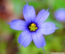 Pointed Blue-eyed-grass by Groucho in Flowers