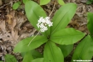 Speckled Wood Lily