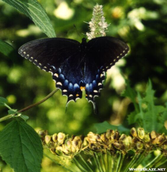 Spicebush Swallowtail Butterfly