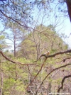 View of Taller Pinnacle from the First Pinnacle