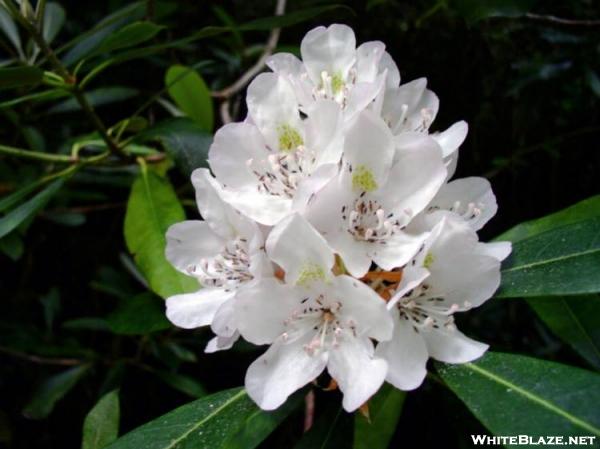 Rosebay Rhododendron