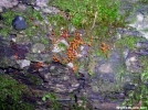 Mushrooms, moss on log