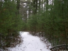 Pines in PA by Green Bean in Trail & Blazes in Maryland & Pennsylvania