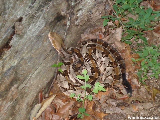 Pinhoti Rattlesnake