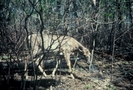 Shenandoah Deer by Bearpaw in Deer