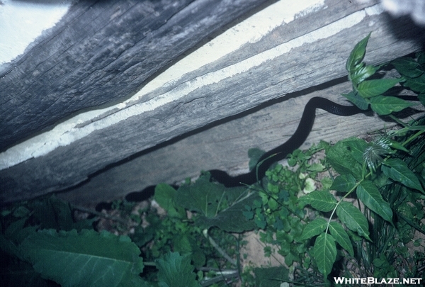 Manassas Gap Black Snake