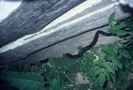 Manassas Gap Black Snake by Bearpaw in Snakes