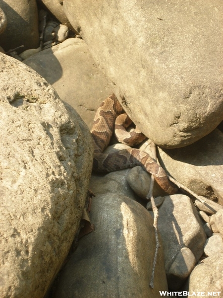 Bashful Rattlesnake