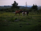 Grayson Highlands/imt Hike