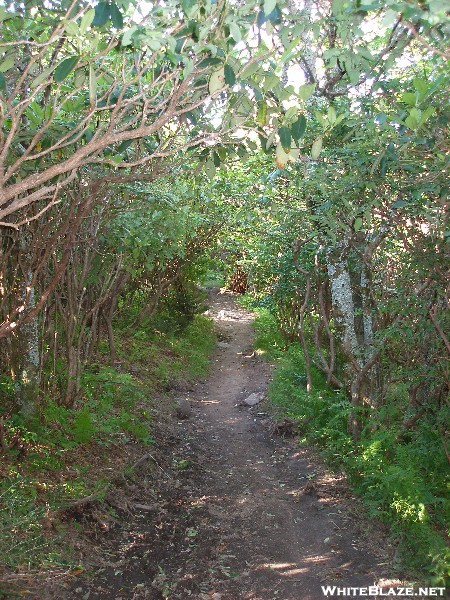 Grayson Highlands/imt Hike