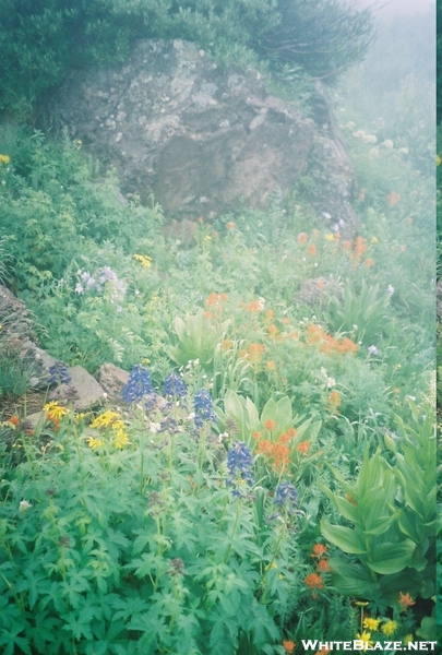 Indian Paintbrush and others