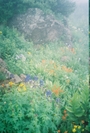 Indian Paintbrush and others by Bearpaw in Colorado Trail